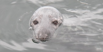 A Lerwick resident