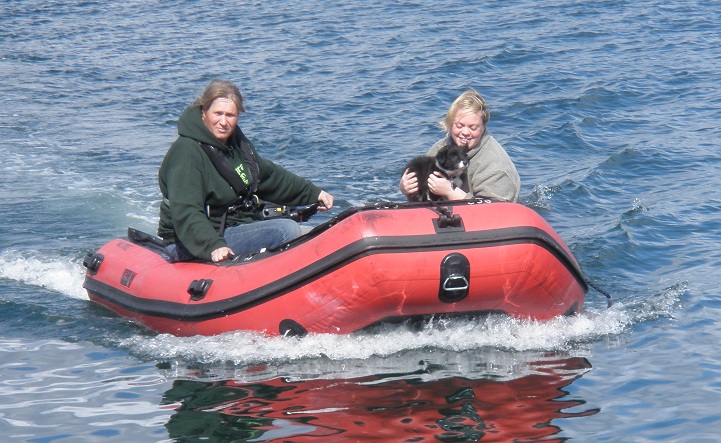 Sea dog in training